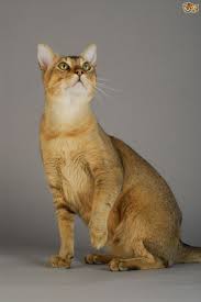 You can find more information about each cat by clicking on its name. The Top 8 Largest Domestic Cat Breeds Pets4homes