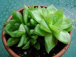 Haworthia Cymbiformis Cathedral Window Haworthia World Of Succulents Succulents Small Succulent Plants Planting Succulents