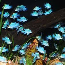 Memiliki sebuah aquarium ikan hias yang bersih dan tertata rapi adalah impian setiap pecinta ikan. Cub253 Hiasan Aquarium Ikan Hias Blue Electric M Untuk Aquascape 66 Shopee Indonesia