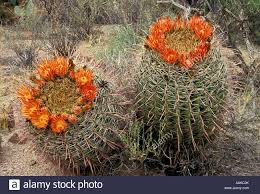The secret to getting you christmas cactus to bloom is sad. Fishhook Barrel Cactus Stock Photos Fishhook Barrel Cactus Stock Images Barrel Cactus Cactus Cactus Seeds