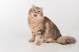 How to make brushings easier on both of you. 5 Reasons Cat Teeth Cleanings Are Worth The Cost Catster
