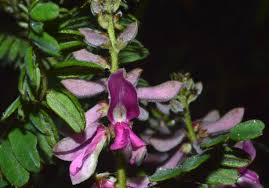 Image result for Indigofera sordida