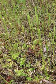 Image result for Lycopodiella caroliniana