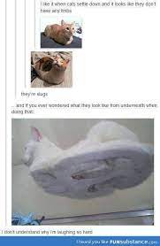Pin On Cats