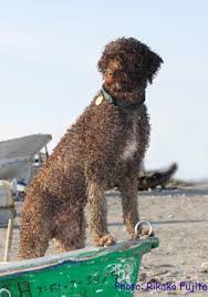Puppydogweb.com is where you can learn about breeds of dogs and puppies, talk to dog breeders about their puppies for sale, see thousands of photos of dogs by viewers and find a name. Spanish Water Dog Contact Us