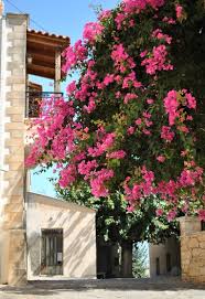 Lidl riva fiori domani : Mal Di Grecia Creta Nel Cuore