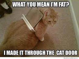 So we have found the funniest cat memes on the internet, for your personal enjoyment. Pin On Cattitudes