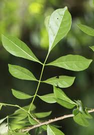 Image result for Trichilia prieuriana