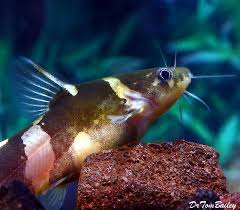 Asian Bumblebee Catfish Featured Item Asian Bumblebee Catfish Fish Petfish Fishofinstagram Aquarium Aquariums Freshwa Catfish Aquarium Fish Pet Fish