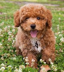 Последние твиты от poodle doodle (@poodledoodleco). Poodle Doodle Online Shopping