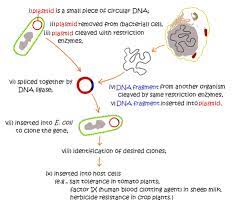 Mechanisms cloning the most commonly used procedure is somatic cell nuclear transfer (scnt). Topic 3 5 Genetic Engineering And Biotechnology Amazing World Of Science With Mr Green