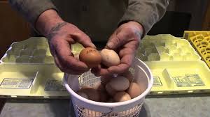 Telur ternyata memiliki banyak kandungan gizi yang diperlukan oleh tubuh. Cara Memilih Telur Ayam Untuk Ditetaskan Telur Ayam Yogyakarta Supplier Telur Ayam Di Jogja Peternak Telur Distributor Telur Yogyakarta Agen