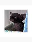 Sphynxes for Sale | Cats on Oodle Classifieds