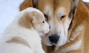 They are very loyal and protective. Central Asian Shepherd From Us Breeders