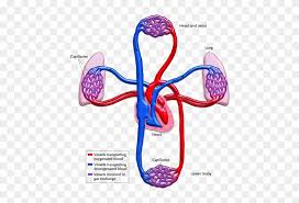 We did not find results for: Chart The Circulatory System Blood Flow Through Heart And Lungs Free Transparent Png Clipart Images Download
