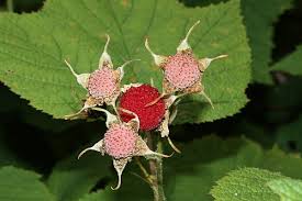 Image result for Rubus kirungensis