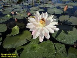 Image result for Nymphaea lotus