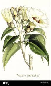 Image result for Ipomoea fulvicaulis