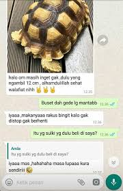 Jenis kura kura darat lainnya yang digandrungi oleh pencinta hewan reptil ini berasal dari gurun pasir afrika. Tortoise Sulcata Aldabra Kita Darat Home Facebook