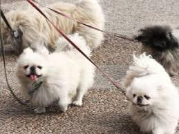 Tai bet kada galėsite atšaukti, pakeisdami nustatymus. Miniature Pekinietis 21 Foto Apraksts Skirnes Ka Vini Dzivo Funkcijas Maisa Royal Un Citas Sugas Smalkumus Aprupes Pieaugusiem Suniem Un Kuceniem