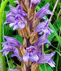 Image result for Triraphis purpurea