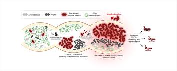 Image result for Vancomycin Resistant Enterococcus