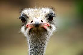 Kiwi Emu Birds That Cannot Fly Ostrich Photo By Giovanni Caron National Geographic Your Shot Ostriches Nature Animals Animals Wild