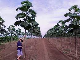 Hectares to square meters (ha to m²) conversion calculator for area conversions with additional tables and formulas. O Firma Din BistriÅ£a Ii InvaÅ£a Pe Romani Sa ObÅ£ina Profit De 20 000 De Euro De Pe Un Hectar Plantat Cu Paulownia