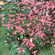 Image result for Triumfetta angolensis