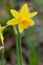 Daffodil Narcissus Tete A Tete Mid March Narcissus Daffodils Nature