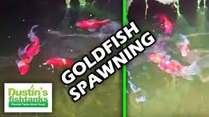 How To Breed Goldfish Goldfish Spawning Early Morning Youtube