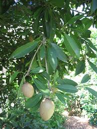 Image result for Manilkara zapota