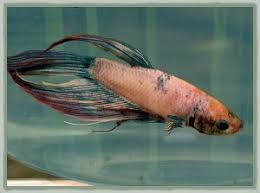 I love the expression on his face! Pink And Purple Betta Fish Vang Bettas