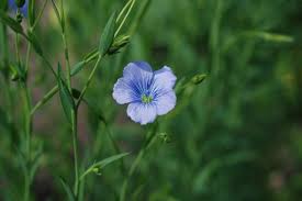 Image result for Linum usitatissimum