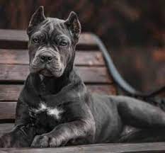 Adopt kane a gray/blue/silver/salt & pepper cane corso / mixed dog in bowling green, ky (31191112) view details. 4 Best Cane Corso Breeders In Illinois 2021 We Love Doodles