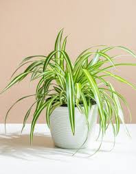 Image result for Chlorophytum minor