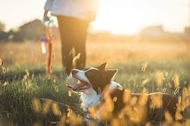 Save time on your trip to the home depot by scheduling your order with buy online pick up in store or schedule a delivery directly from your e bradenton store in bradenton, fl. Cbd Continues To Make Headway In Pet Market Trends Petproductnews Com