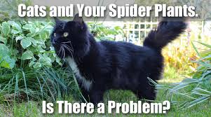 But, they like spider plants because of their mild hallucinogenic properties that are harmless to cats. Are Spider Plants Poisonous To Cats Facts To Know