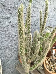 What's the best way to propagate an opuntia? Prickly Pear Snow Cactus Bloom