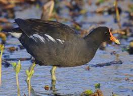 Michigan Bird With White Stripe On Head Common Gallinule Photo Aquatic Birds Nature Birds Wildlife Nature