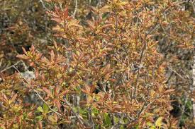 Image result for Liparis mulindana