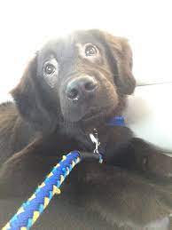 Our 2 1/2 year old female black lab, not spayed, healthy as a horse, seems to have some slight hair loss only around her eyes. My Puppy Has Skin Issues And Started Losing Hair Around His Eyes Now He Looks Like A Reverse Panda 9gag