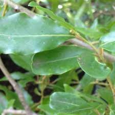 Image result for Cassinopsis ilicifolia