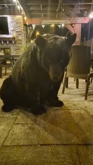 Bear caught entering Pocono restaurant