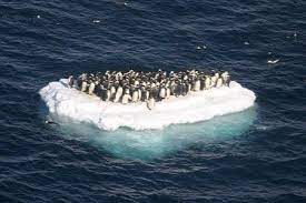 Journal of animal ecology 78.1 : Global Warming Google Search Global Warming Five Seconds Of Summer Penguins