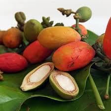 Perpaduan aroma khas dan manisnya jagung dengan manfaat kesehatan yang banyak membuatnya menjadi pilihan buat sebagian besar ibu ibu di indonesia.kali ini saya akan membagikan cara membuat puding jagung enak dan pasti mudah. Cara Membuat Emping Jagung Dengan Mudah Dan Cepat