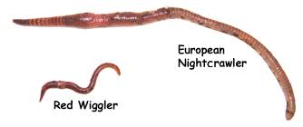 Image result for Red Wigglers