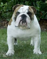 English Bulldog Breeders Washington English Bulldog Dog English Bulldog English Bulldog Breeders