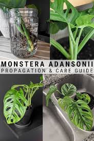 All About Monstera Adansonii Propagation Including Propagating In Water And Soil As Well As How To Care For Your Brand New Plants Propagating Plants Monstera