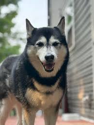 Is pacing and disorientation normal after cluster seizures in Great Danes?